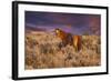 USA, Oregon, Harney County. Wild Horse on Steens Mountain-Janis Miglavs-Framed Photographic Print