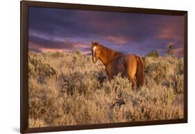 USA, Oregon, Harney County. Wild Horse on Steens Mountain-Janis Miglavs-Framed Photographic Print