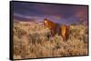 USA, Oregon, Harney County. Wild Horse on Steens Mountain-Janis Miglavs-Framed Stretched Canvas