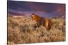 USA, Oregon, Harney County. Wild Horse on Steens Mountain-Janis Miglavs-Stretched Canvas