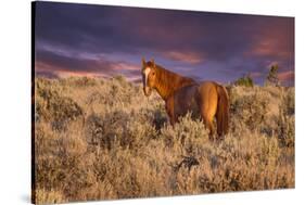 USA, Oregon, Harney County. Wild Horse on Steens Mountain-Janis Miglavs-Stretched Canvas