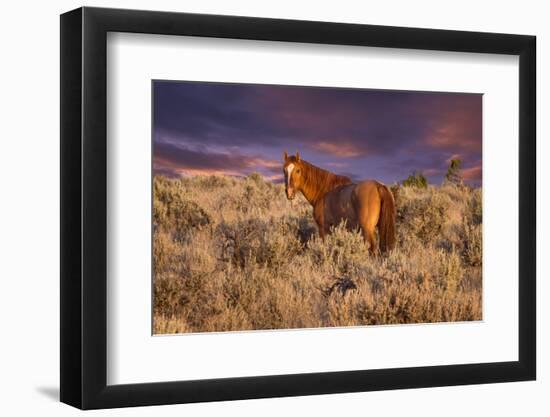 USA, Oregon, Harney County. Wild Horse on Steens Mountain-Janis Miglavs-Framed Photographic Print