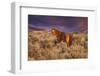 USA, Oregon, Harney County. Wild Horse on Steens Mountain-Janis Miglavs-Framed Photographic Print