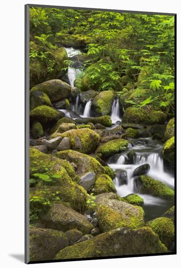 USA, Oregon, Hood River. A waterfall on Tish Creek.-Christopher Reed-Mounted Photographic Print