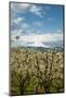 USA, Oregon, Hood River. Mt. Hood Looms over Apple Orchard-Richard Duval-Mounted Photographic Print