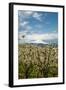 USA, Oregon, Hood River. Mt. Hood Looms over Apple Orchard-Richard Duval-Framed Photographic Print