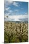 USA, Oregon, Hood River. Mt. Hood Looms over Apple Orchard-Richard Duval-Mounted Photographic Print