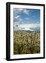 USA, Oregon, Hood River. Mt. Hood Looms over Apple Orchard-Richard Duval-Framed Photographic Print