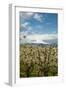 USA, Oregon, Hood River. Mt. Hood Looms over Apple Orchard-Richard Duval-Framed Photographic Print