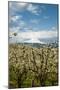 USA, Oregon, Hood River. Mt. Hood Looms over Apple Orchard-Richard Duval-Mounted Photographic Print