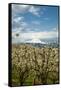 USA, Oregon, Hood River. Mt. Hood Looms over Apple Orchard-Richard Duval-Framed Stretched Canvas