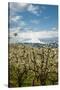 USA, Oregon, Hood River. Mt. Hood Looms over Apple Orchard-Richard Duval-Stretched Canvas