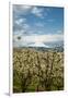 USA, Oregon, Hood River. Mt. Hood Looms over Apple Orchard-Richard Duval-Framed Photographic Print