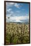 USA, Oregon, Hood River. Mt. Hood Looms over Apple Orchard-Richard Duval-Framed Photographic Print