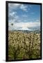 USA, Oregon, Hood River. Mt. Hood Looms over Apple Orchard-Richard Duval-Framed Photographic Print