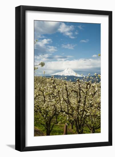 USA, Oregon, Hood River. Mt. Hood Looms over Apple Orchard-Richard Duval-Framed Premium Photographic Print