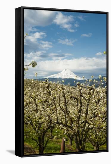 USA, Oregon, Hood River. Mt. Hood Looms over Apple Orchard-Richard Duval-Framed Stretched Canvas