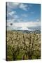 USA, Oregon, Hood River. Mt. Hood Looms over Apple Orchard-Richard Duval-Stretched Canvas