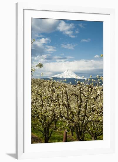 USA, Oregon, Hood River. Mt. Hood Looms over Apple Orchard-Richard Duval-Framed Photographic Print