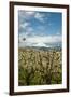 USA, Oregon, Hood River. Mt. Hood Looms over Apple Orchard-Richard Duval-Framed Photographic Print