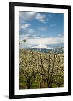 USA, Oregon, Hood River. Mt. Hood Looms over Apple Orchard-Richard Duval-Framed Photographic Print