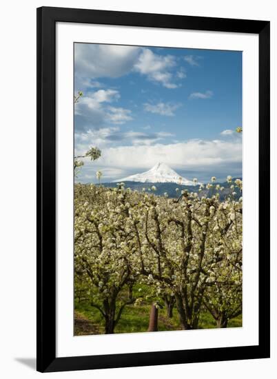 USA, Oregon, Hood River. Mt. Hood Looms over Apple Orchard-Richard Duval-Framed Photographic Print