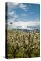 USA, Oregon, Hood River. Mt. Hood Looms over Apple Orchard-Richard Duval-Stretched Canvas