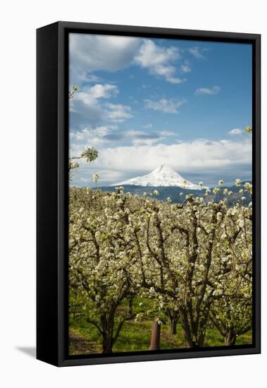 USA, Oregon, Hood River. Mt. Hood Looms over Apple Orchard-Richard Duval-Framed Stretched Canvas