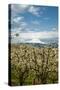 USA, Oregon, Hood River. Mt. Hood Looms over Apple Orchard-Richard Duval-Stretched Canvas