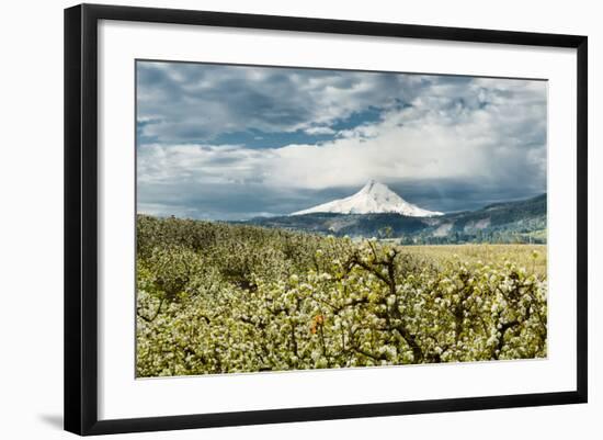 USA, Oregon, Hood River. Mt. Hood Looms over Apple Orchard-Richard Duval-Framed Photographic Print