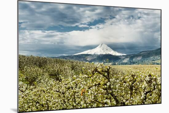 USA, Oregon, Hood River. Mt. Hood Looms over Apple Orchard-Richard Duval-Mounted Photographic Print