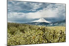 USA, Oregon, Hood River. Mt. Hood Looms over Apple Orchard-Richard Duval-Mounted Photographic Print