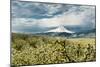 USA, Oregon, Hood River. Mt. Hood Looms over Apple Orchard-Richard Duval-Mounted Photographic Print