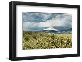 USA, Oregon, Hood River. Mt. Hood Looms over Apple Orchard-Richard Duval-Framed Photographic Print