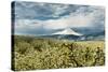USA, Oregon, Hood River. Mt. Hood Looms over Apple Orchard-Richard Duval-Stretched Canvas