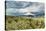 USA, Oregon, Hood River. Mt. Hood Looms over Apple Orchard-Richard Duval-Stretched Canvas