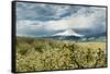 USA, Oregon, Hood River. Mt. Hood Looms over Apple Orchard-Richard Duval-Framed Stretched Canvas
