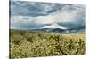 USA, Oregon, Hood River. Mt. Hood Looms over Apple Orchard-Richard Duval-Stretched Canvas