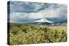 USA, Oregon, Hood River. Mt. Hood Looms over Apple Orchard-Richard Duval-Stretched Canvas