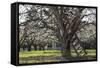 USA, Oregon, Hood River Valley, a Ladder in a Tree in an Orchard-Rick A Brown-Framed Stretched Canvas