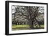 USA, Oregon, Hood River Valley, a Ladder in a Tree in an Orchard-Rick A Brown-Framed Photographic Print