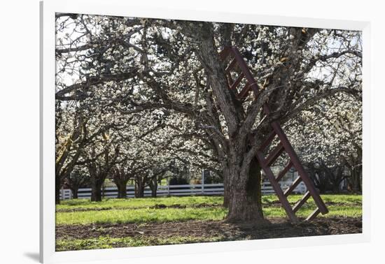 USA, Oregon, Hood River Valley, a Ladder in a Tree in an Orchard-Rick A Brown-Framed Photographic Print