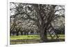 USA, Oregon, Hood River Valley, a Ladder in a Tree in an Orchard-Rick A Brown-Framed Photographic Print