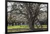 USA, Oregon, Hood River Valley, a Ladder in a Tree in an Orchard-Rick A Brown-Framed Photographic Print