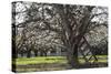 USA, Oregon, Hood River Valley, a Ladder in a Tree in an Orchard-Rick A Brown-Stretched Canvas