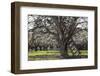 USA, Oregon, Hood River Valley, a Ladder in a Tree in an Orchard-Rick A Brown-Framed Photographic Print