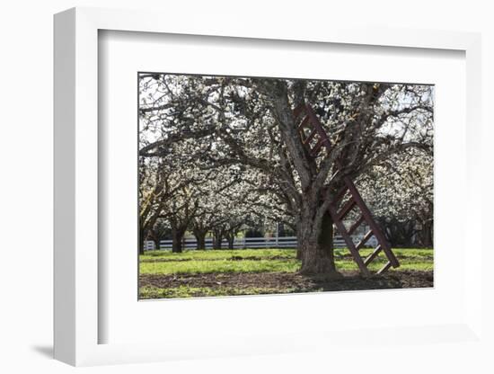 USA, Oregon, Hood River Valley, a Ladder in a Tree in an Orchard-Rick A Brown-Framed Photographic Print