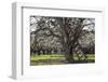 USA, Oregon, Hood River Valley, a Ladder in a Tree in an Orchard-Rick A Brown-Framed Photographic Print