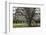 USA, Oregon, Hood River Valley, a Ladder in a Tree in an Orchard-Rick A Brown-Framed Photographic Print