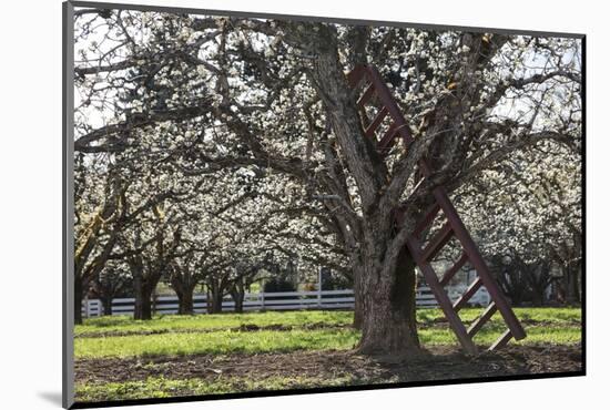 USA, Oregon, Hood River Valley, a Ladder in a Tree in an Orchard-Rick A Brown-Mounted Photographic Print